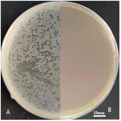 Characterization and Preliminary Application of Phage Isolated From Listeria monocytogenes